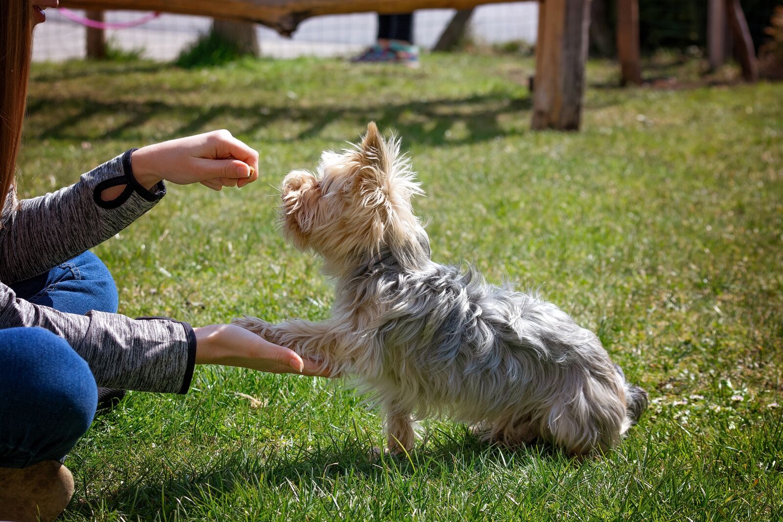 Nikon D7100 sample photo. Dog training, dog, animal photography