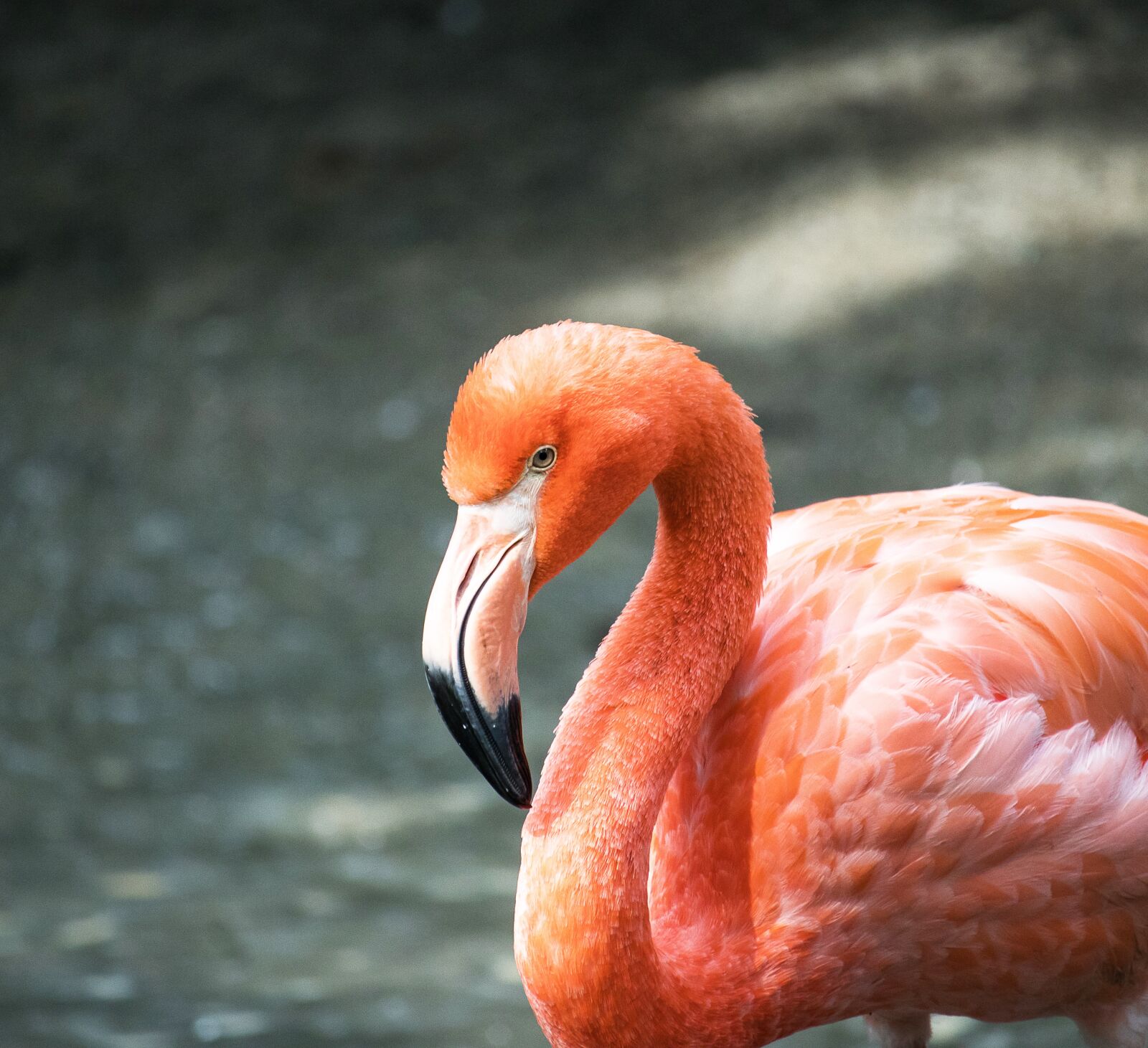 Canon EF-S 55-250mm F4-5.6 IS STM sample photo. Flamingo, bird, animal photography