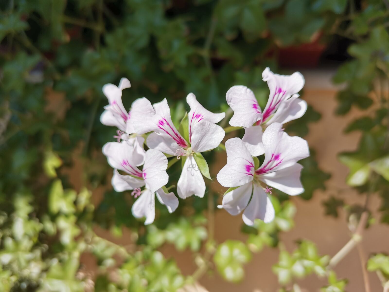 HUAWEI YAL-L21 sample photo. Green, flowers, summer photography