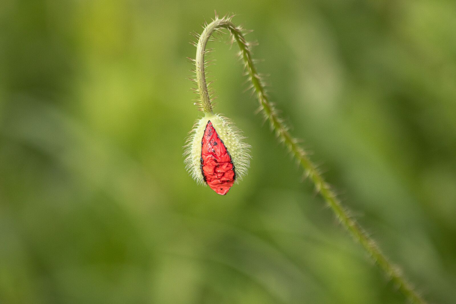 Canon EF 70-300mm F4-5.6 IS USM sample photo. Poppy, poppy bud, bud photography