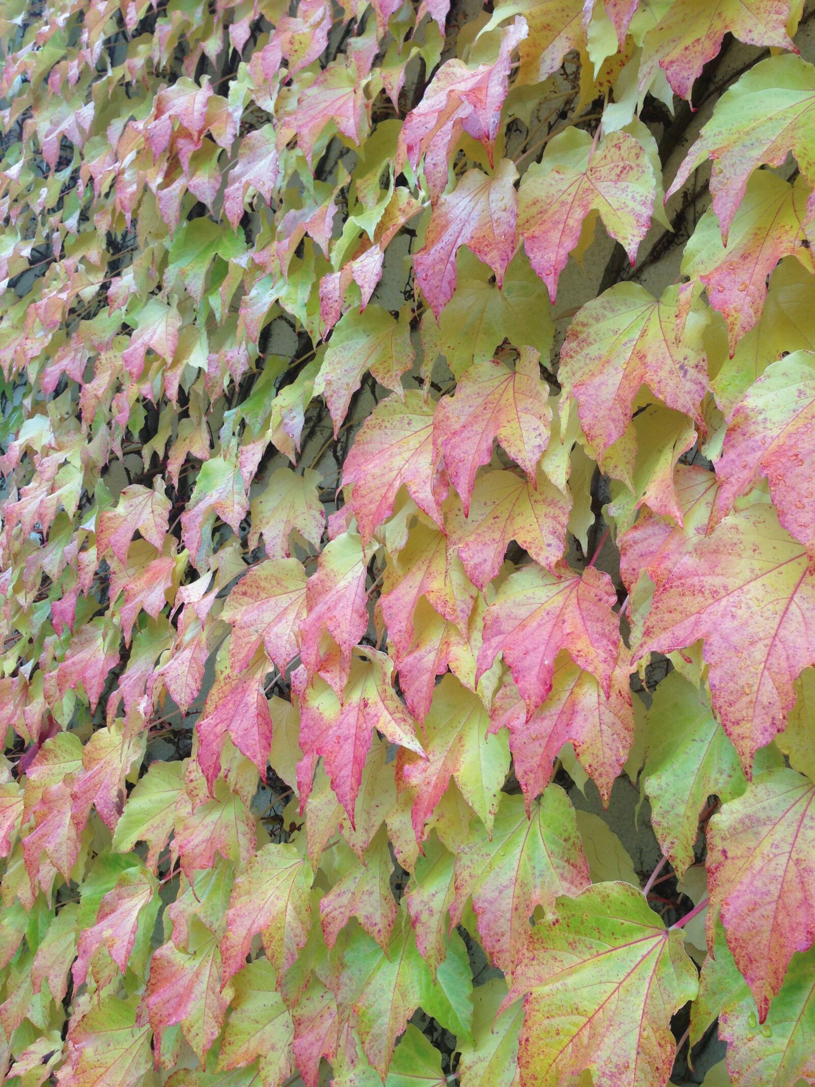 iPhone 5 back camera 4.12mm f/2.4 sample photo. Autumn, leaves, golden autumn photography