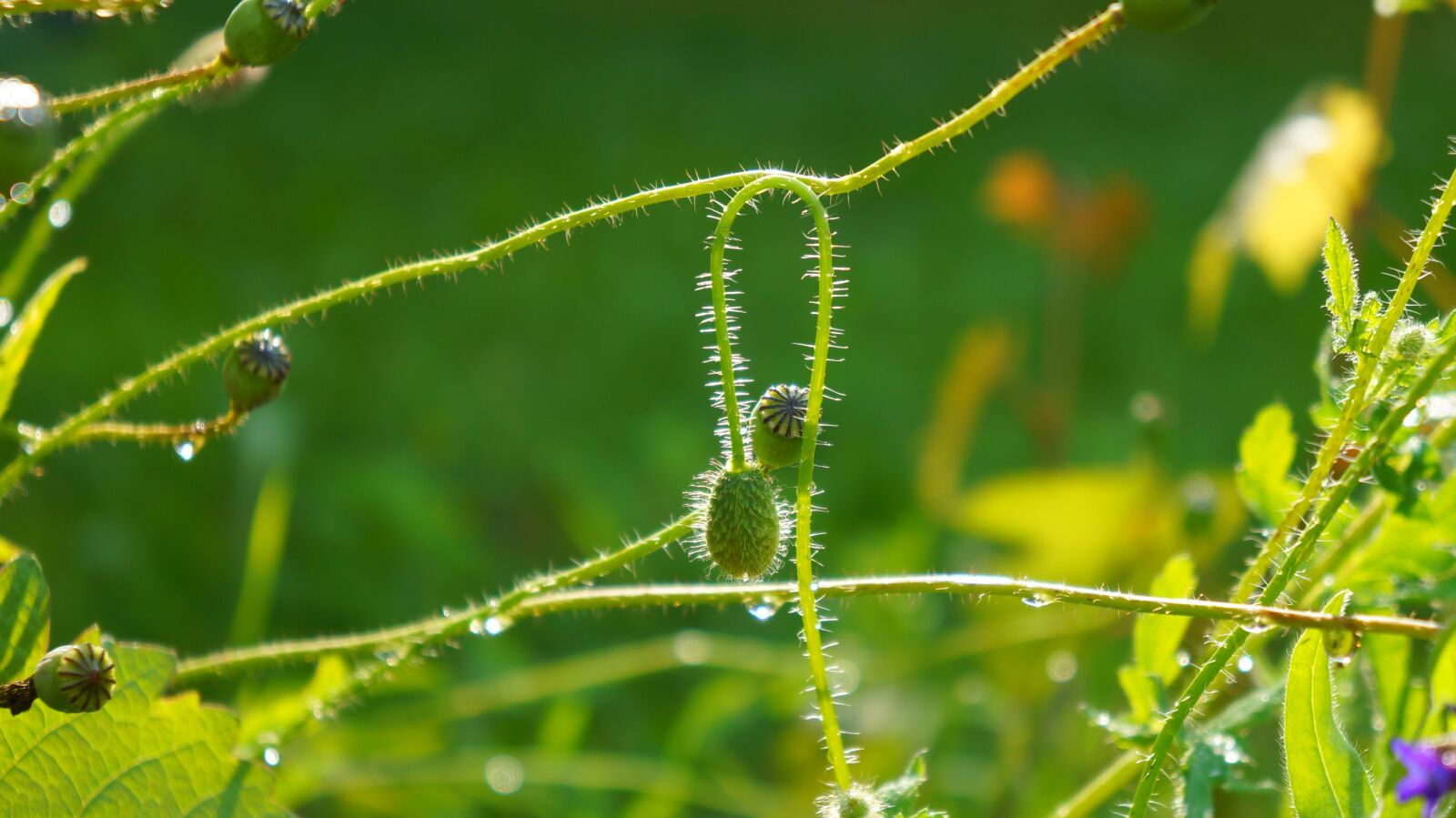 Sony Alpha a3000 + Sony E 18-55mm F3.5-5.6 OSS sample photo. Nature, plants, poppy photography