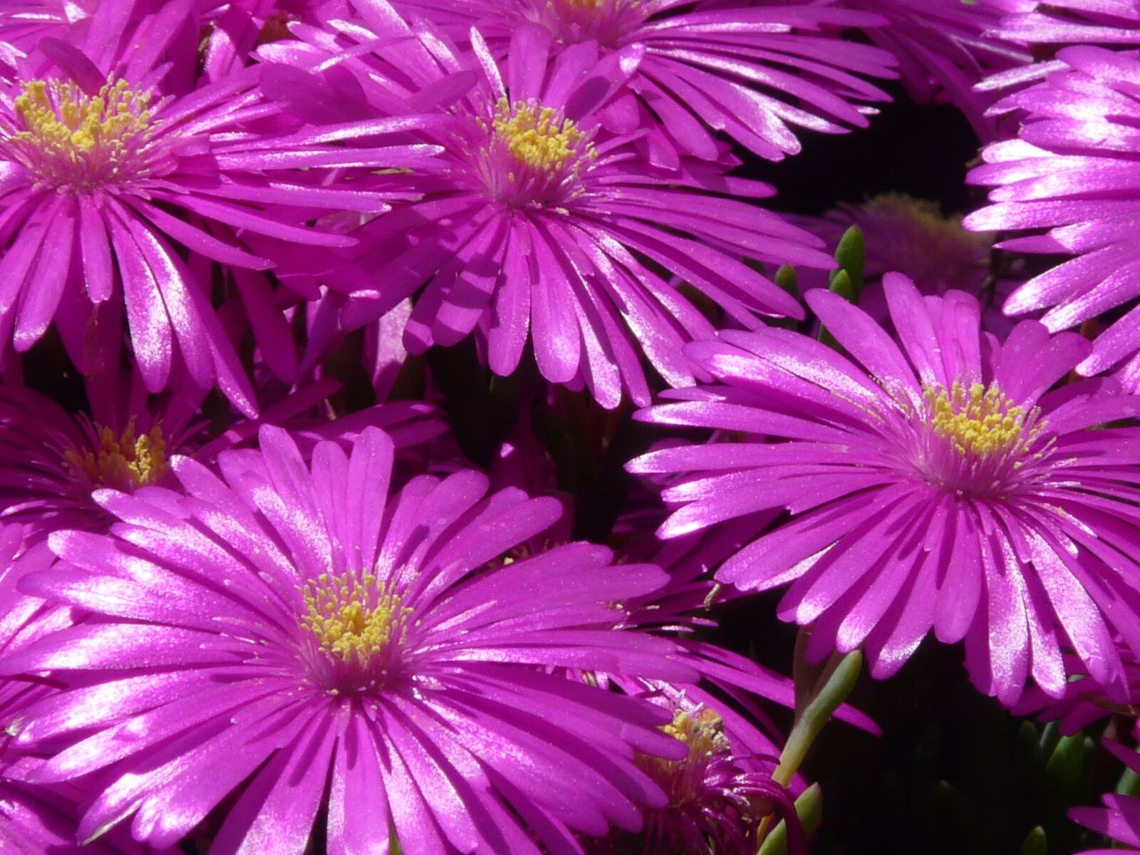 Panasonic DMC-FZ18 sample photo. Red mittagsblume, ice plant photography