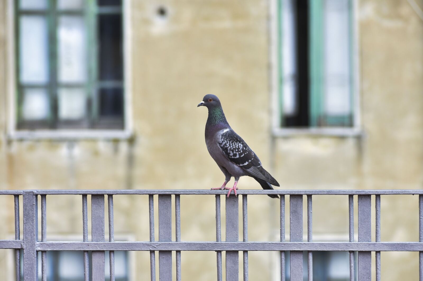 Nikon D7200 sample photo. Pigeon, bird, peace photography