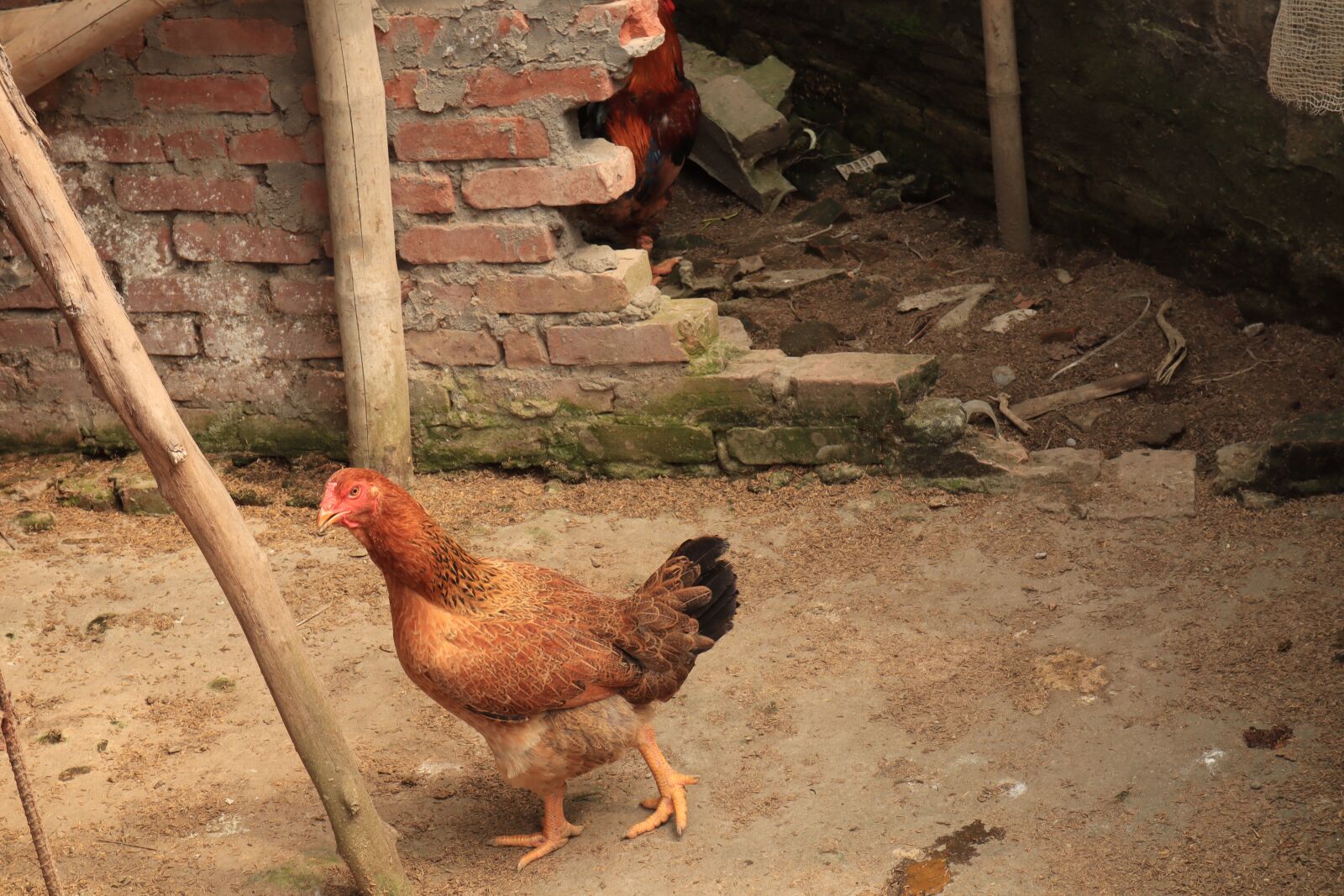 Canon EOS M50 (EOS Kiss M) sample photo. Barn, hens, chicken photography
