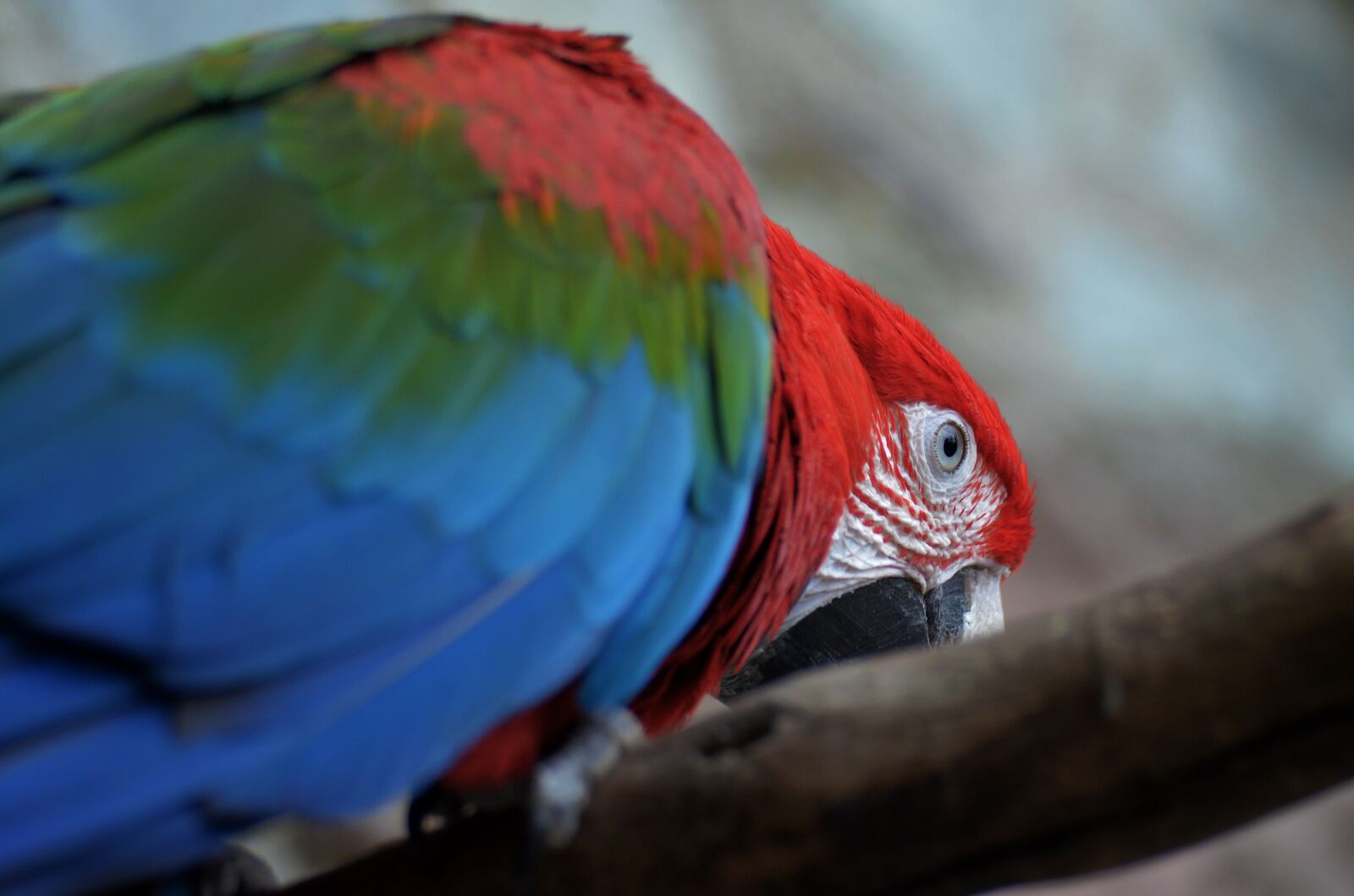 Nikon D5100 sample photo. Parrot, bird, enclosure photography