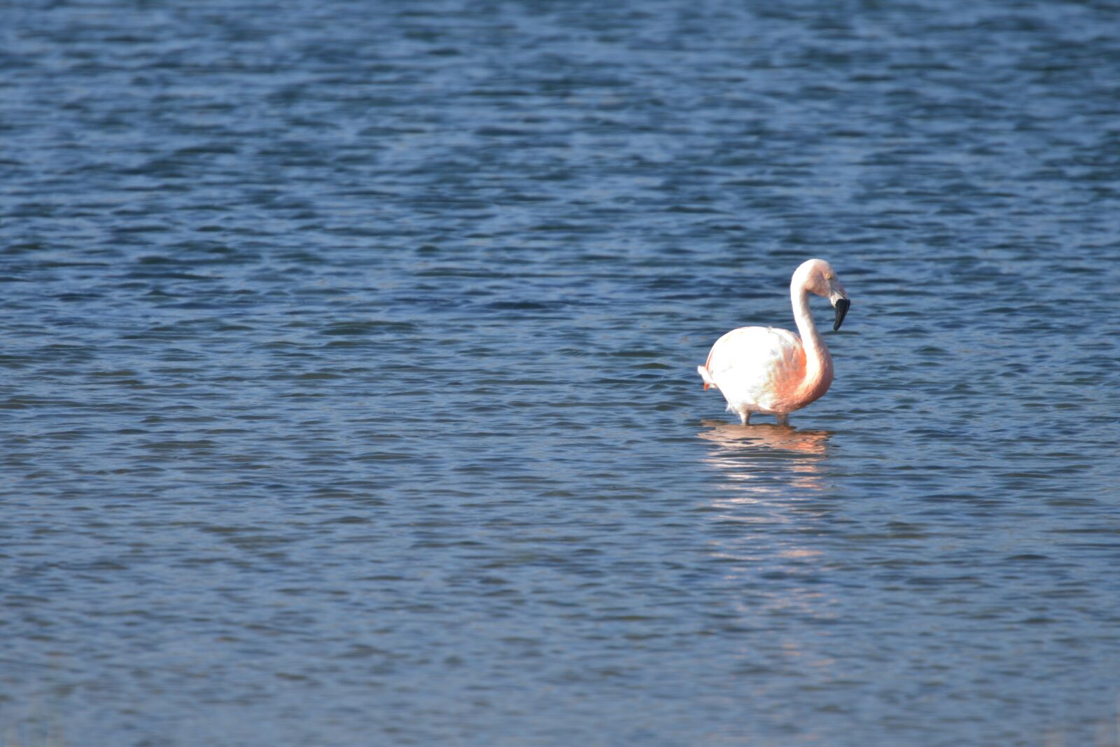 Nikon D610 sample photo. Flamenco, water, blue photography