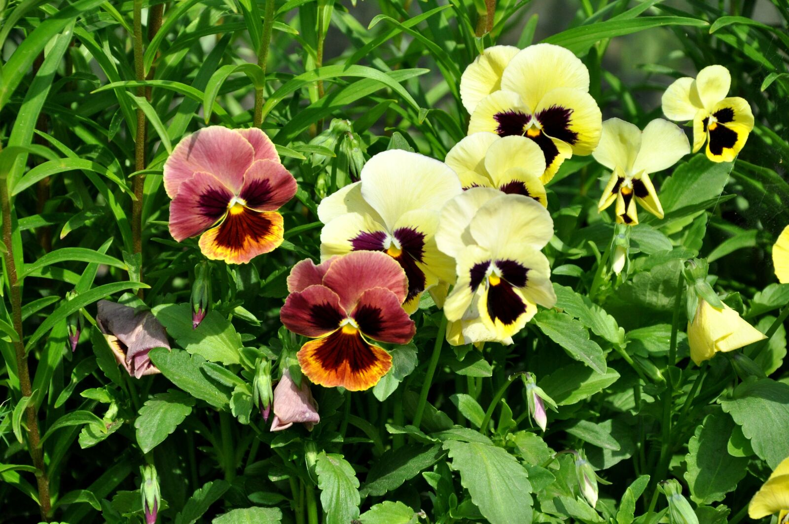 Nikon D90 sample photo. Pansies, flowers, summer photography