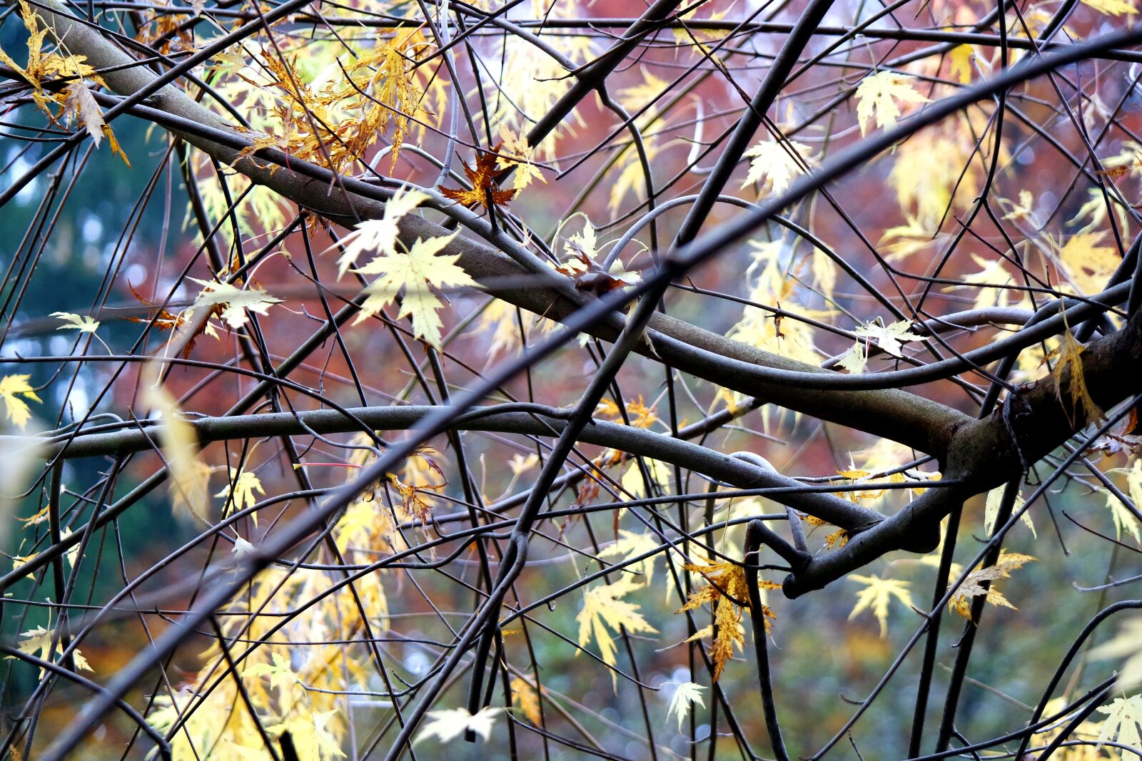 Samsung NX3000 sample photo. Tree, nature, aesthetic photography