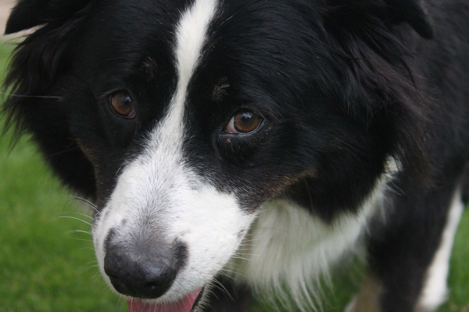 Canon EOS 1100D (EOS Rebel T3 / EOS Kiss X50) sample photo. Dog photography