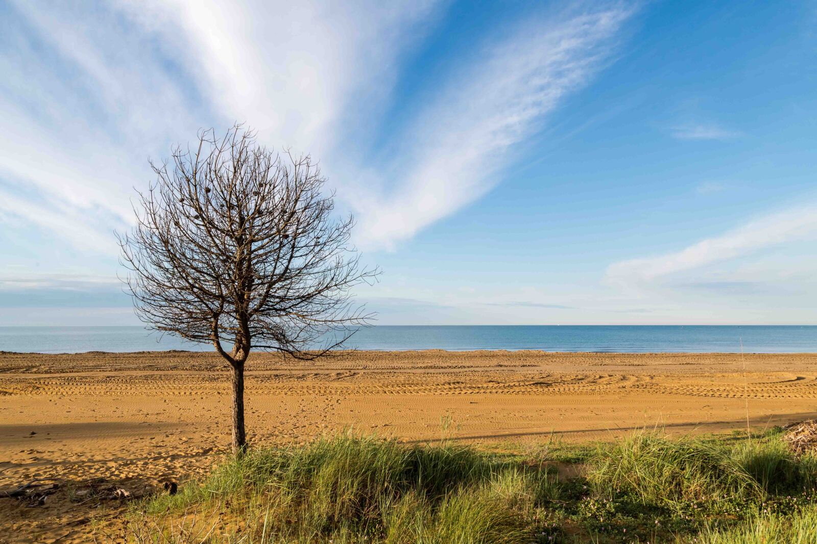 Canon EF 24-105mm F4L IS USM sample photo. Sea, tree, beach photography