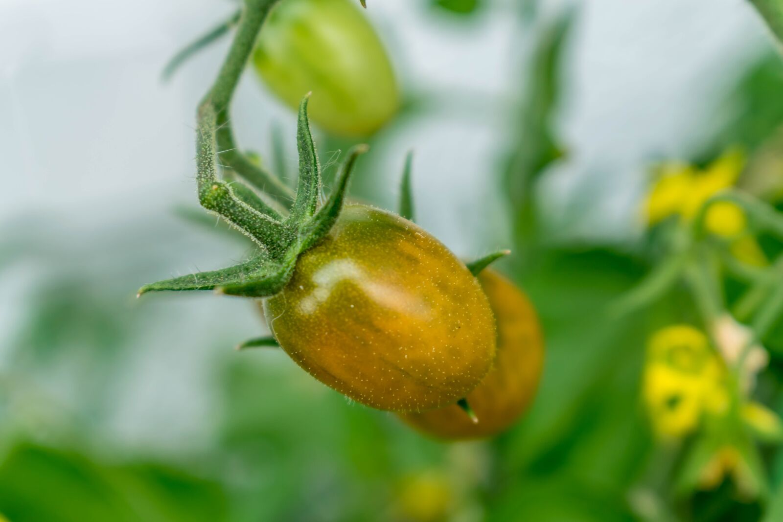 Nikon D5300 sample photo. Tomato, green, garden photography