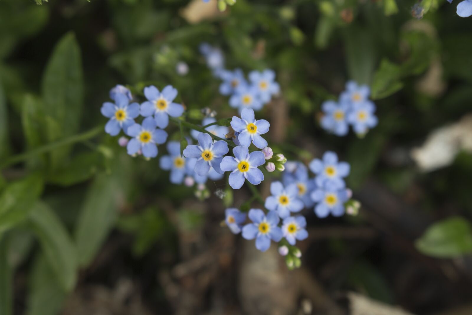 Canon EOS 700D (EOS Rebel T5i / EOS Kiss X7i) sample photo. Nots, summer, bouquet photography