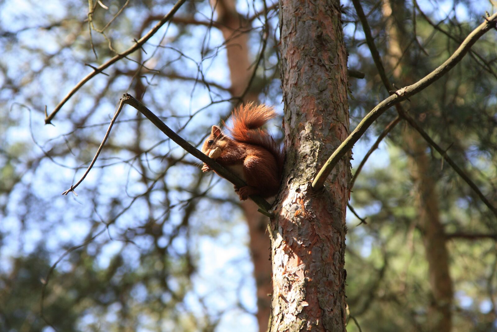 Canon EOS 450D (EOS Rebel XSi / EOS Kiss X2) sample photo. Squirrel, tree, wood photography
