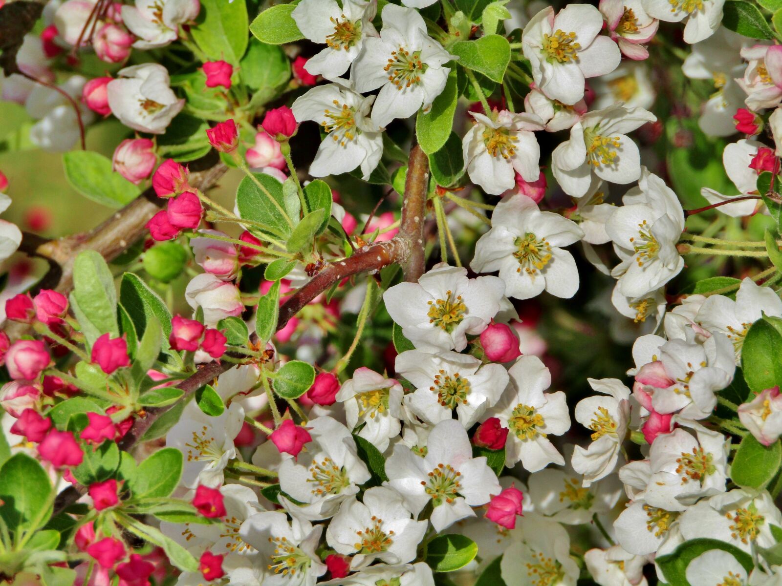 Canon POWERSHOT SX432 IS sample photo. Apple blossoms, bud, white photography