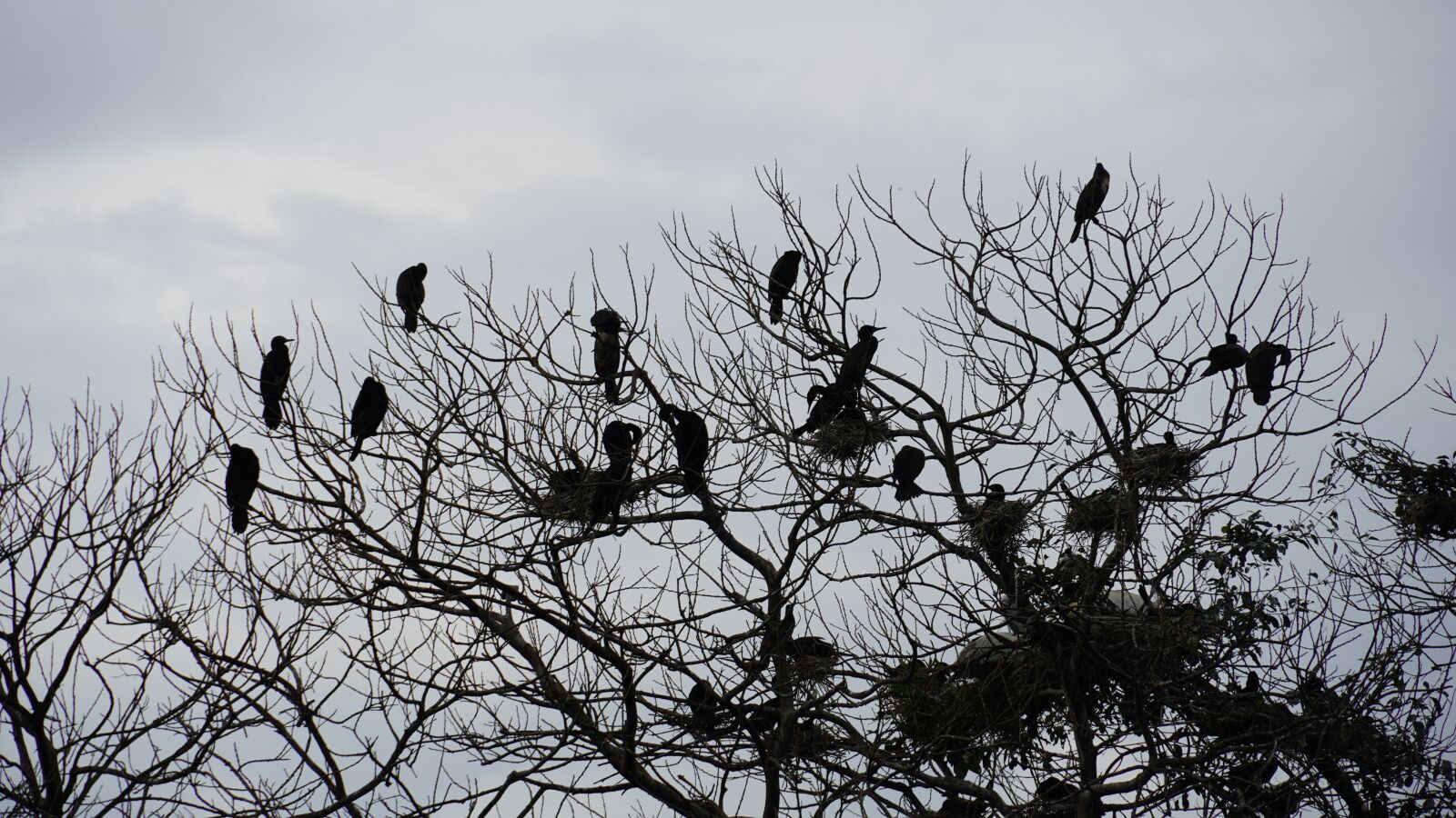 Sony a6400 sample photo. Bird sanctuary, birds on photography