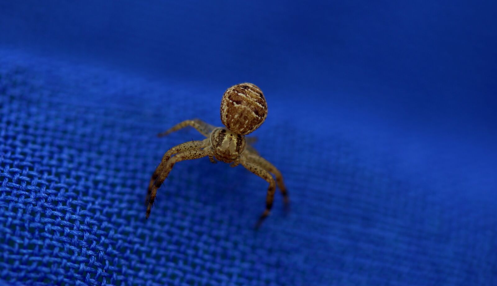 Canon EF-S 60mm F2.8 Macro USM sample photo. Spider, brown, arachnid photography