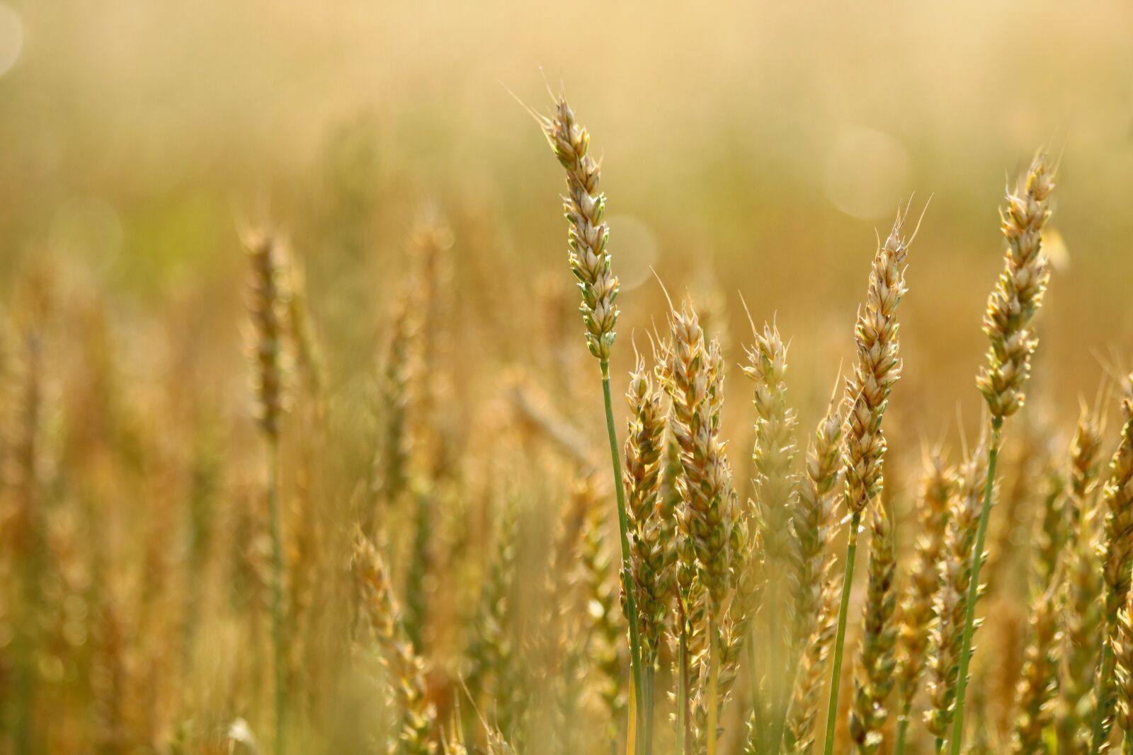 Canon EOS 750D (EOS Rebel T6i / EOS Kiss X8i) + Canon EF 70-300mm F4-5.6 IS USM sample photo. Wheat, grains, crop photography