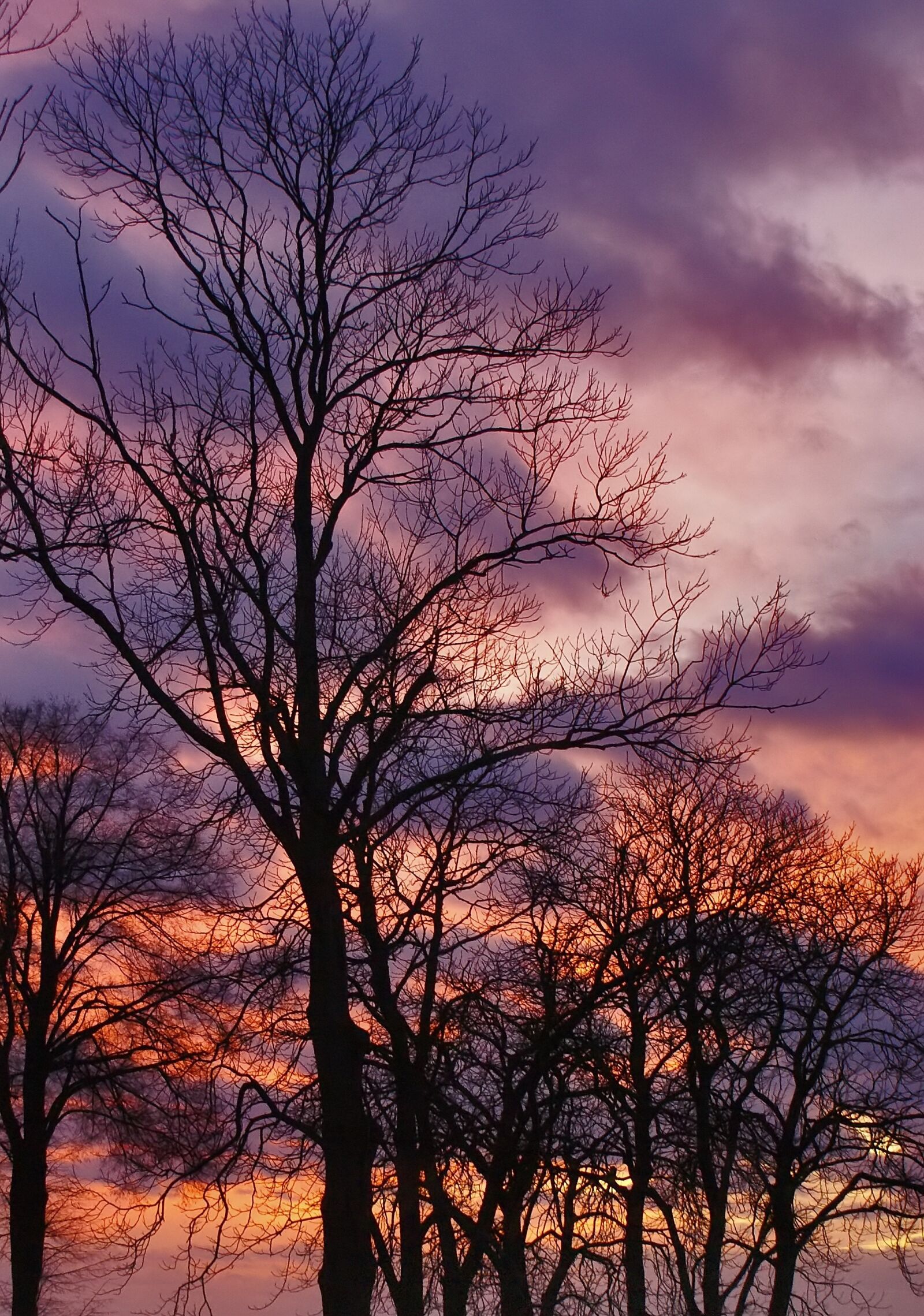 Sony Alpha DSLR-A100 sample photo. Tree, konary, sunset photography