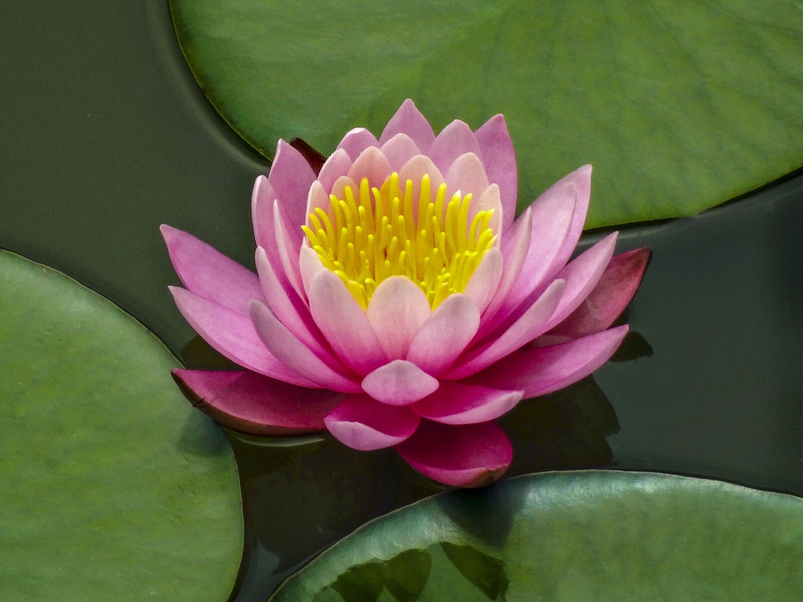 Sony Cyber-shot DSC-HX300 sample photo. Lotus flower, lotus, lake photography