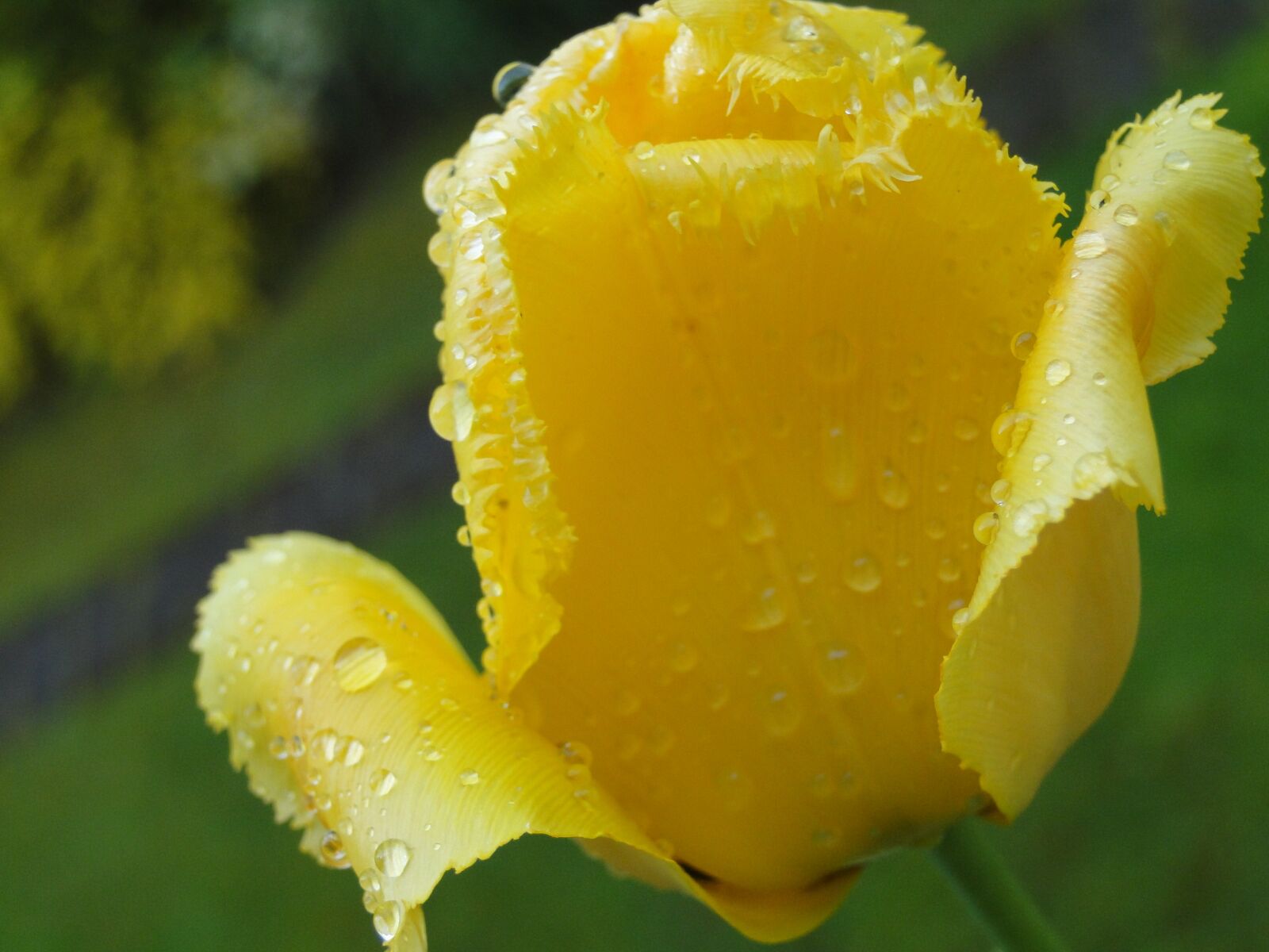 Sony Cyber-shot DSC-HX1 sample photo. Tulip, yellow, close up photography