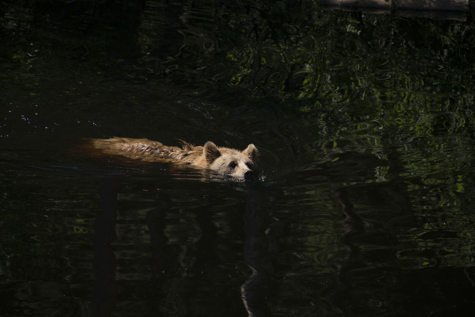Nikon D610 sample photo. Brown bear, ursus arctos photography