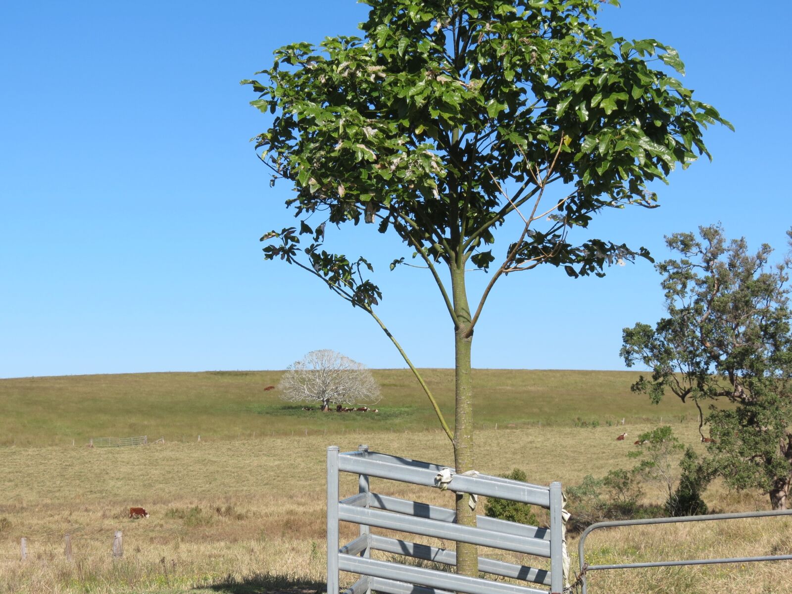 Canon PowerShot SX40 HS sample photo. White tree, ghost tree photography