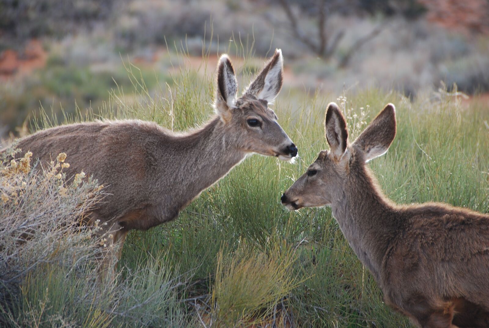 Nikon D80 sample photo. Deer, wild, forest photography