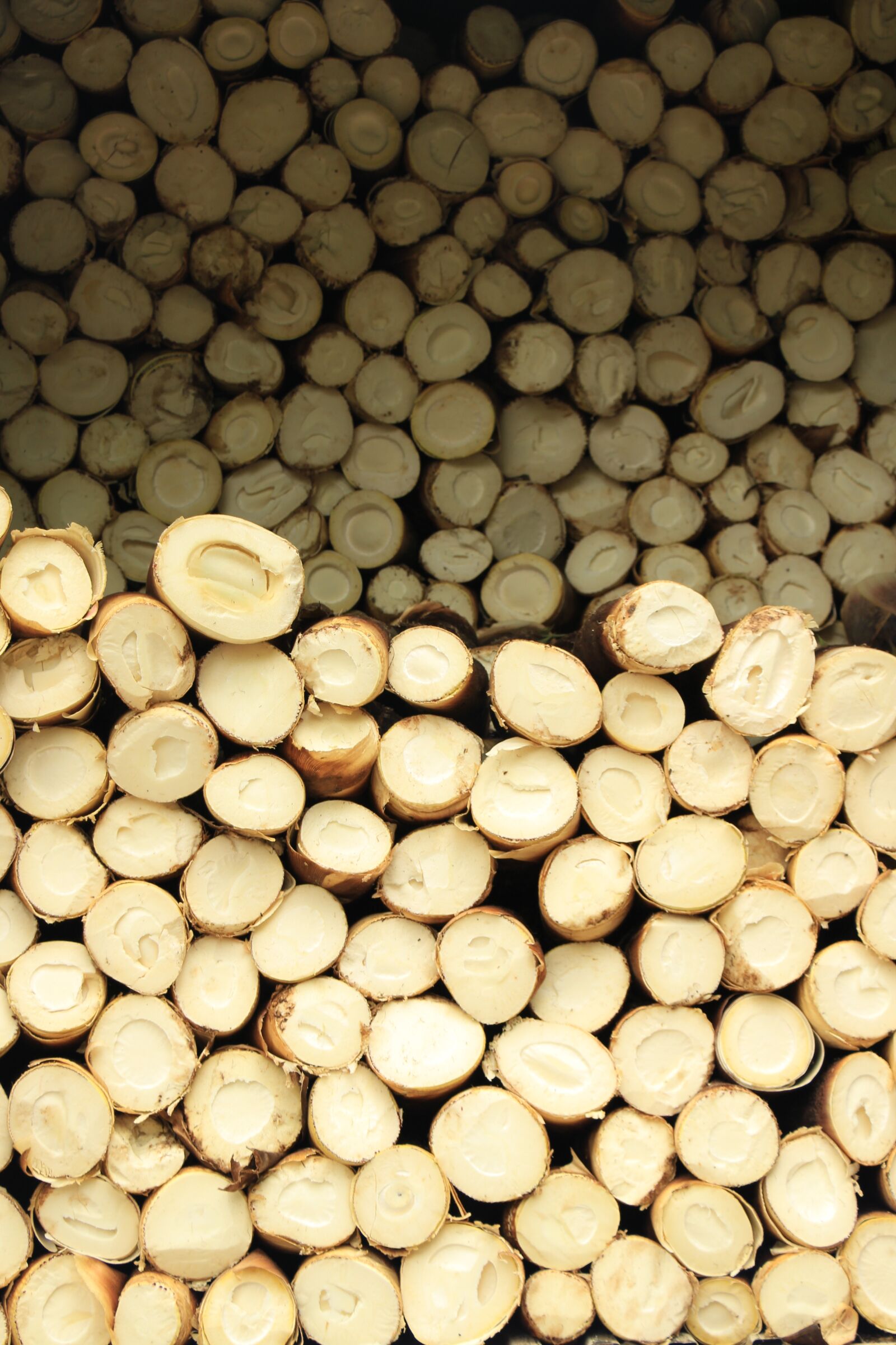 Canon EOS 700D (EOS Rebel T5i / EOS Kiss X7i) sample photo. Bamboo shoot, wood, bamboo photography