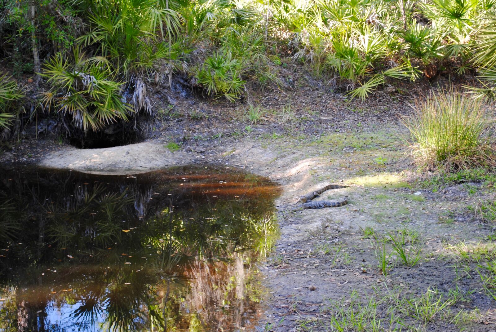 Nikon D3000 sample photo. "Baby alligators, swamp, jungle" photography