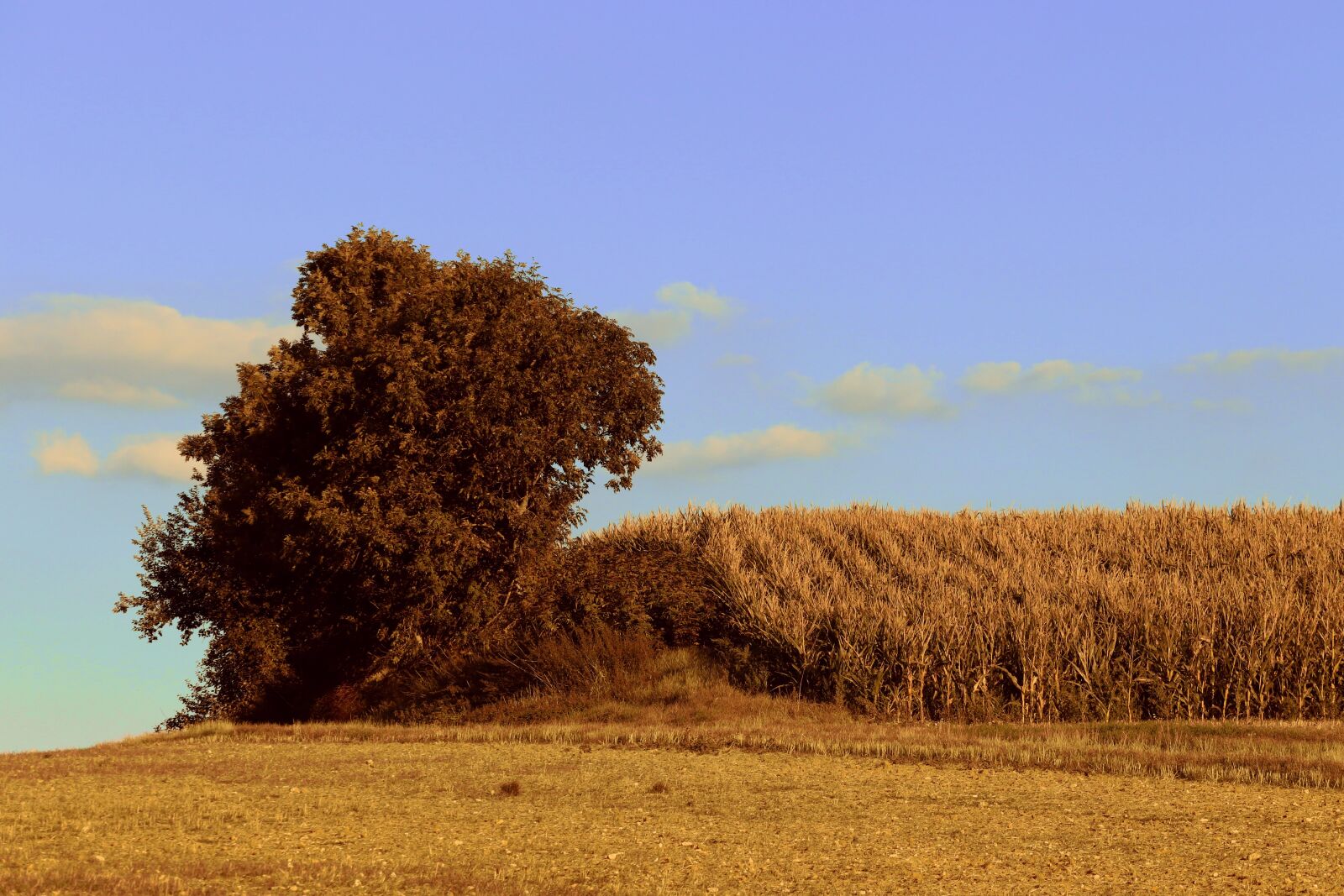 Canon EOS 200D (EOS Rebel SL2 / EOS Kiss X9) + Canon EF-S 55-250mm F4-5.6 IS II sample photo. Cornfields, trees, grass photography