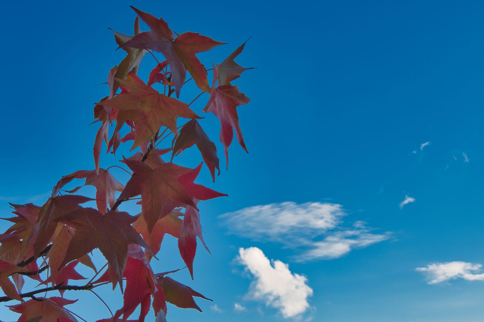 Sony a6400 sample photo. "Sky, clouds, leaves" photography