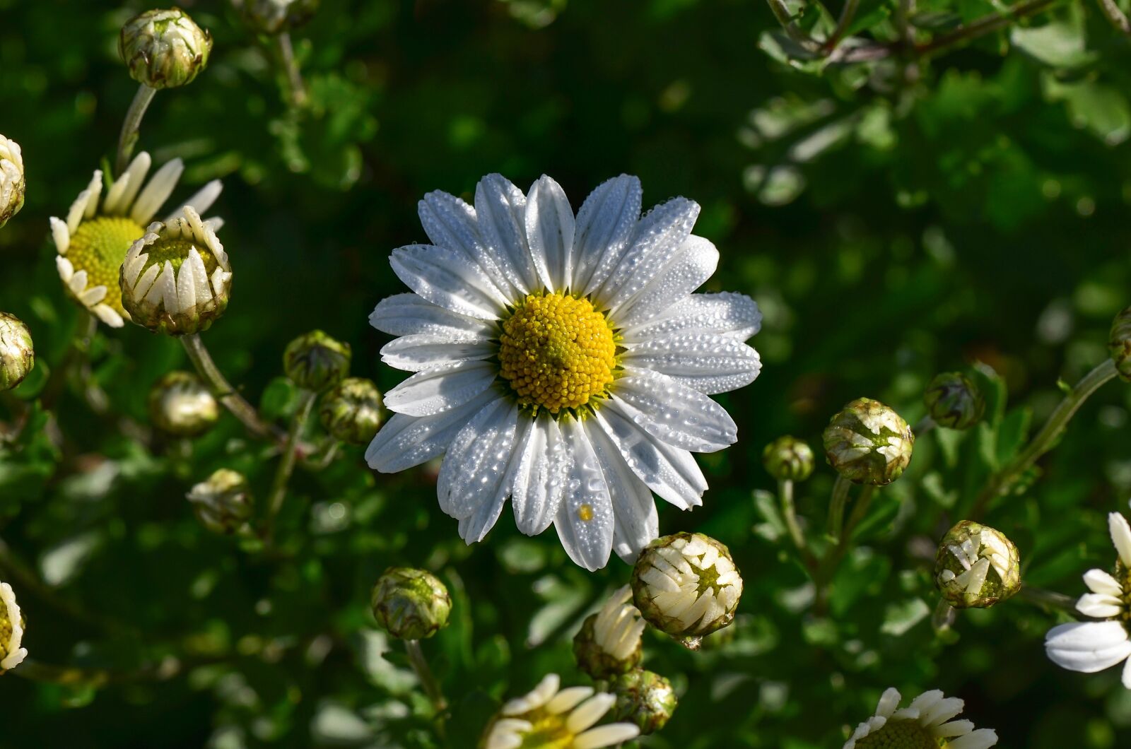 Nikon D7000 sample photo. Marguerite, drip, blossom photography