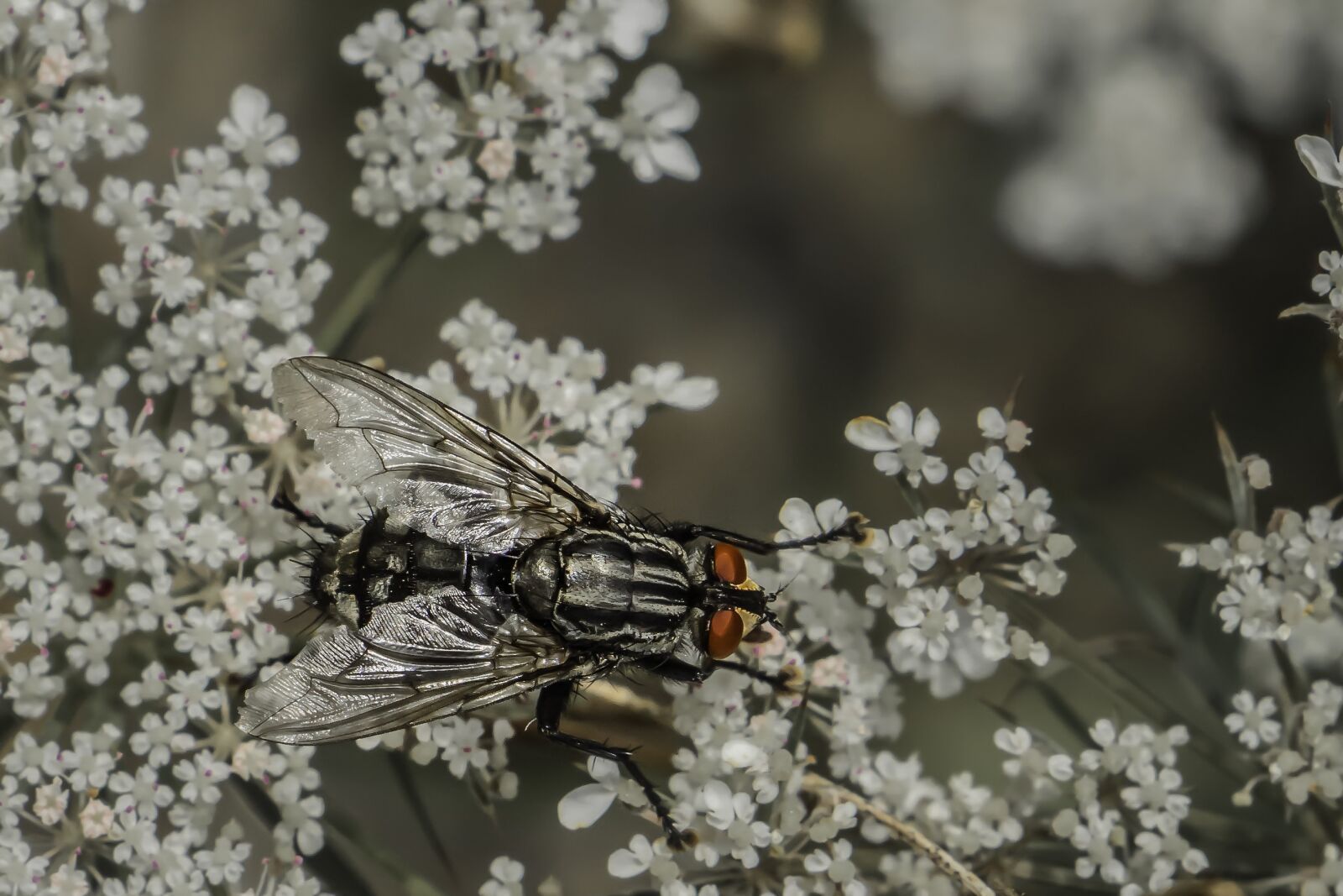 Canon EOS 700D (EOS Rebel T5i / EOS Kiss X7i) sample photo. Insect, close up, wing photography