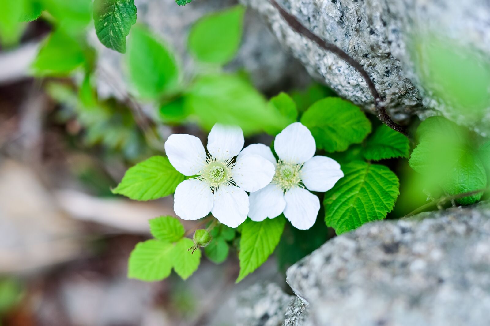 Nikon Df sample photo. Plant, flowers, spring photography
