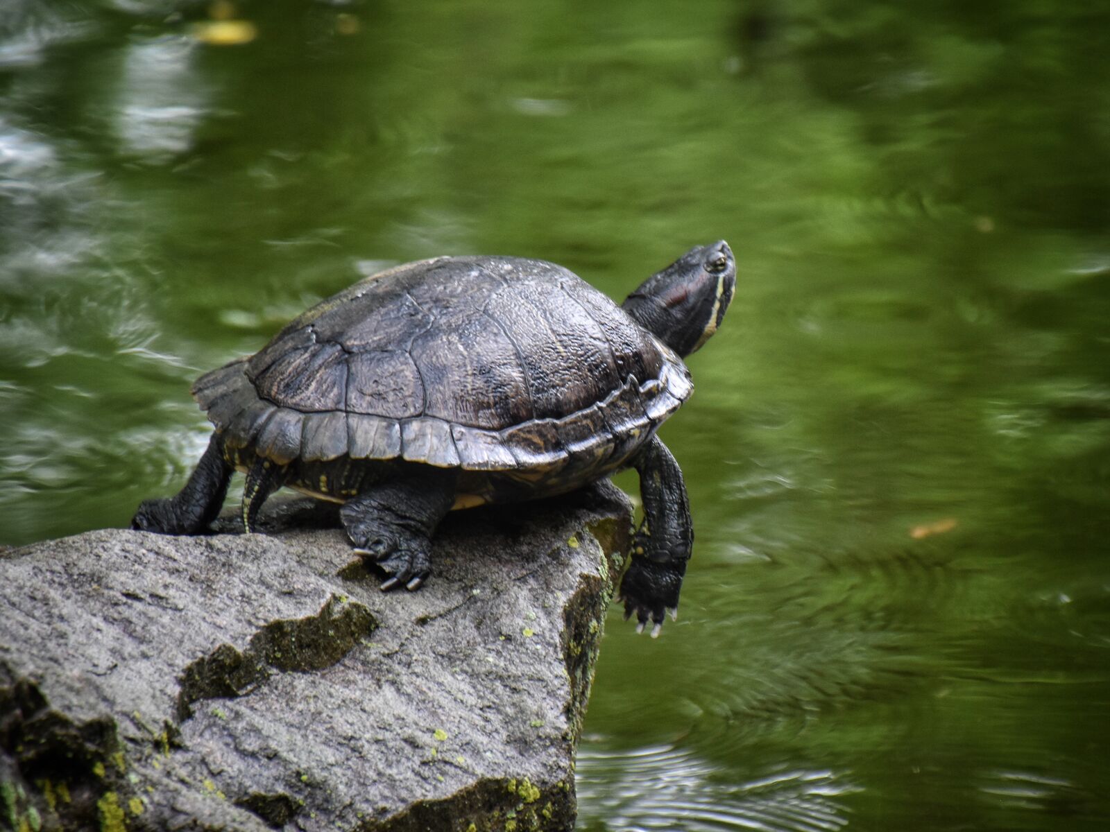 Nikon D5500 sample photo. Turtle, pond, nature photography