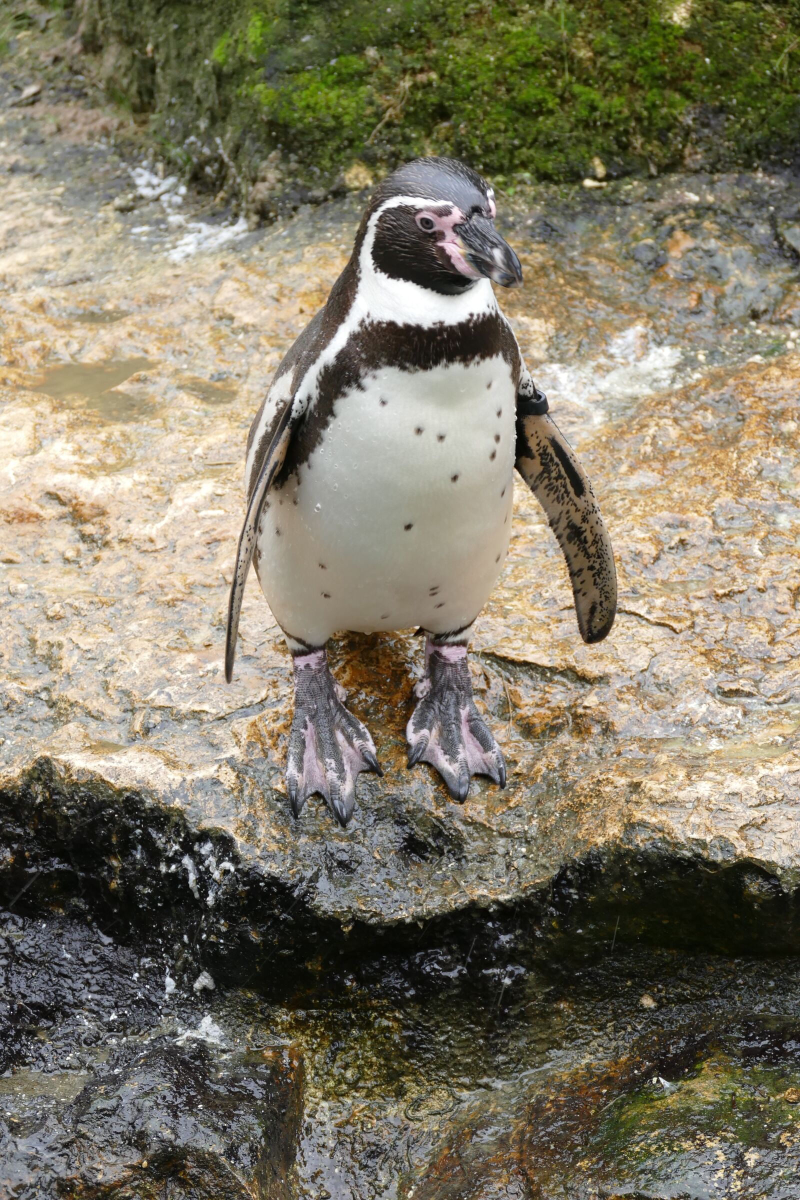 Panasonic Lumix DMC-FZ1000 sample photo. Penguin, humboldt penguin, bird photography