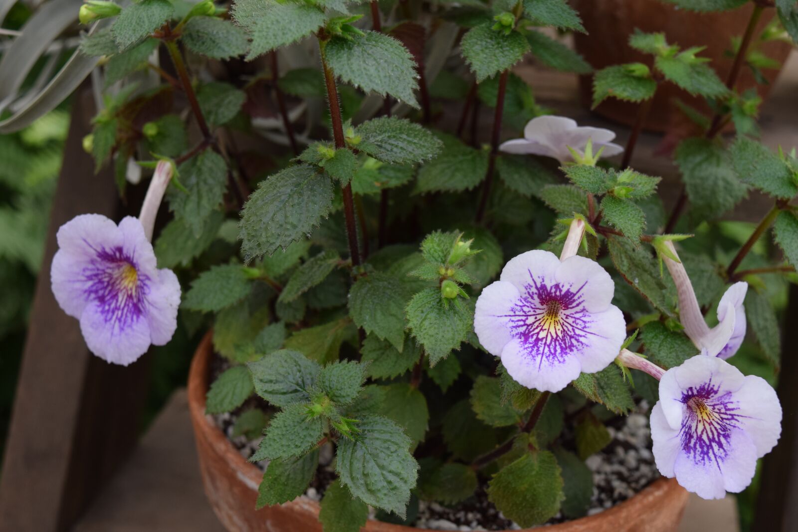 Nikon D5300 sample photo. Violet, african violet, flower photography