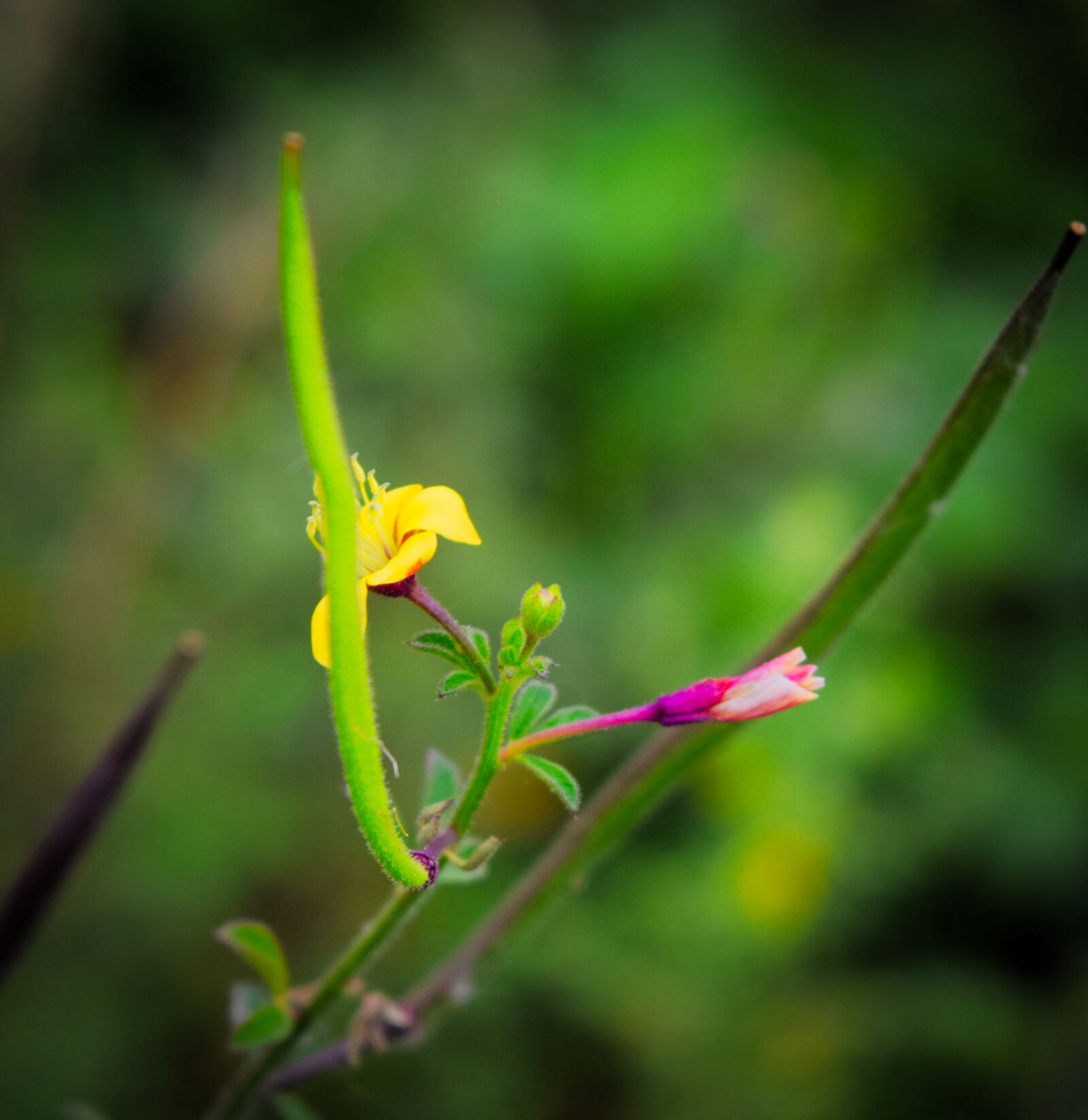 Nikon D3300 sample photo