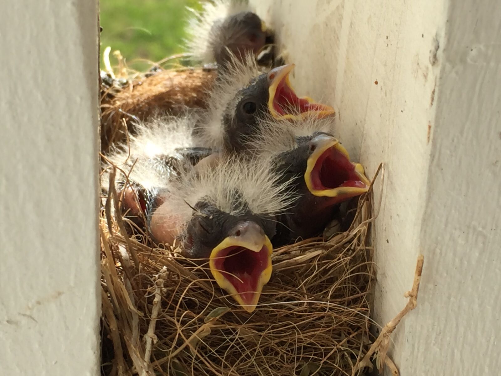 iPhone 6 back camera 4.15mm f/2.2 sample photo. Animal, bird, wildlife photography