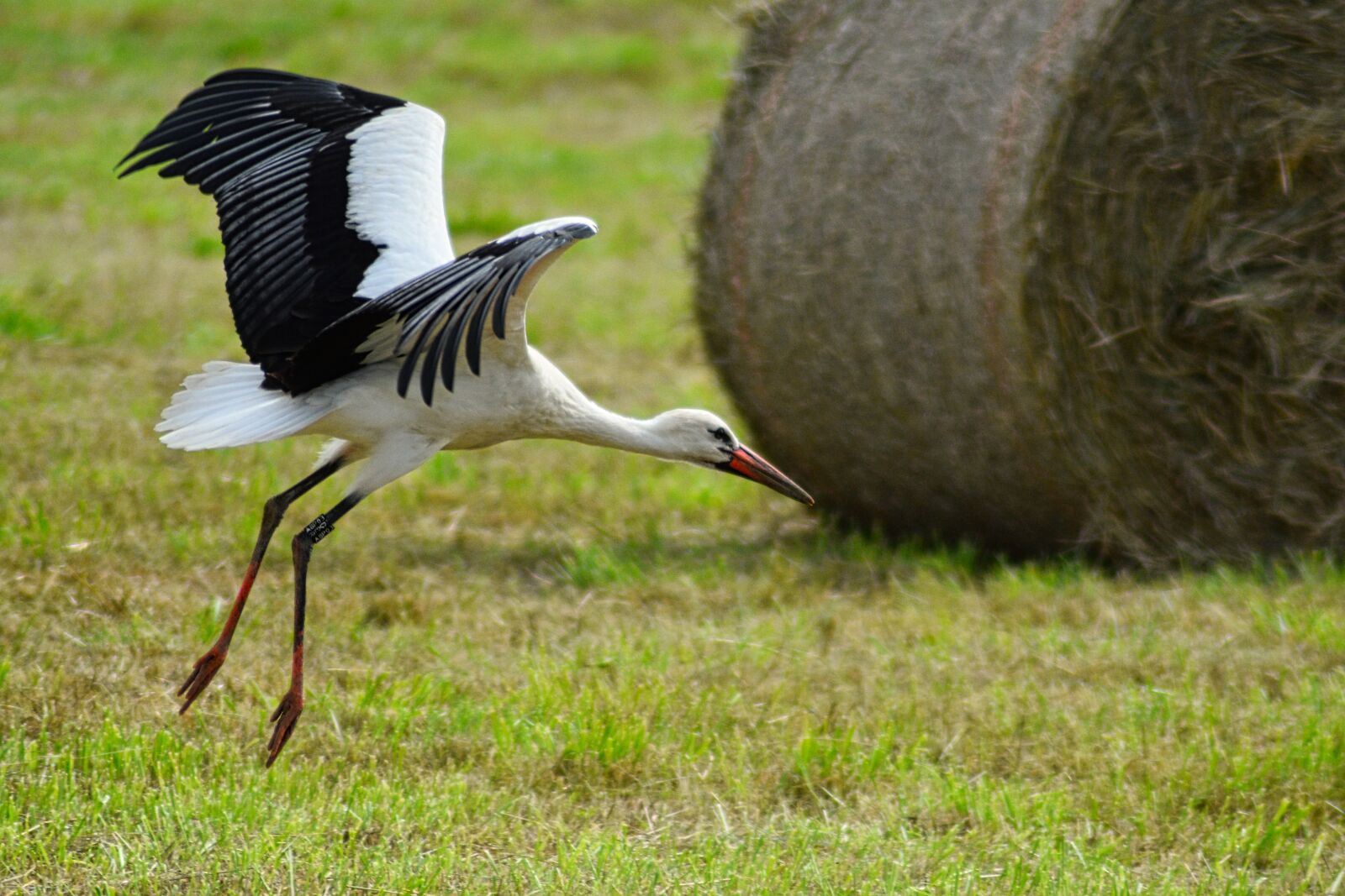 Nikon D5500 sample photo. Nature, stork, landing photography