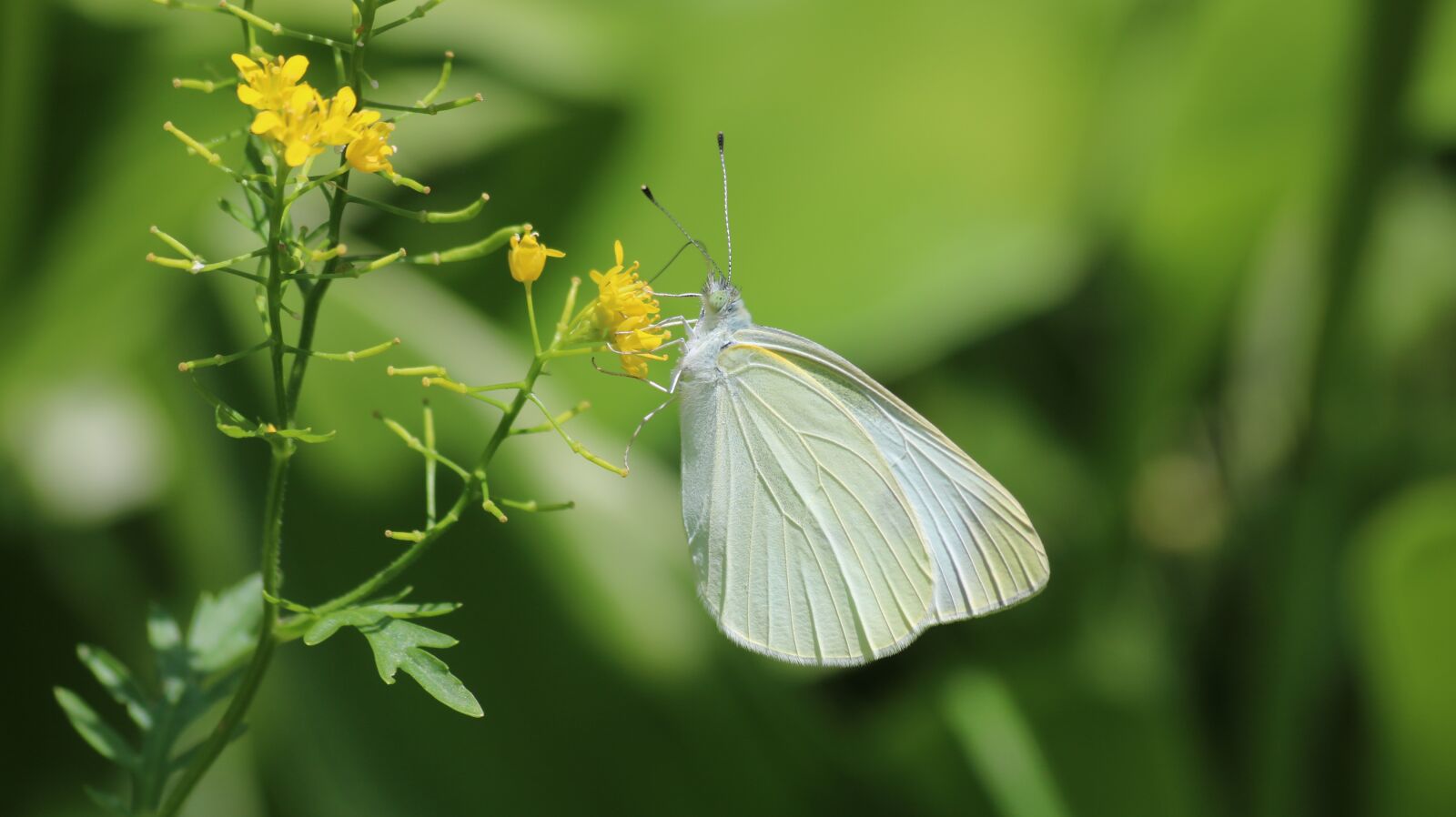 Canon EF 70-300mm F4-5.6 IS USM sample photo. Butterfly, the cabbage white photography