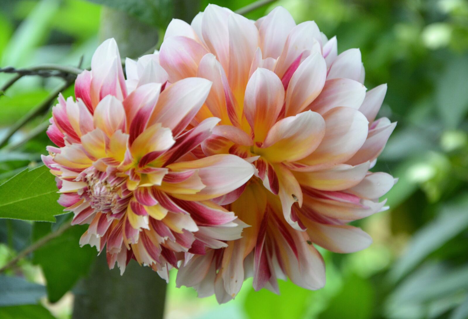 Nikon D5200 sample photo. Flower, dahlia, bicolor photography
