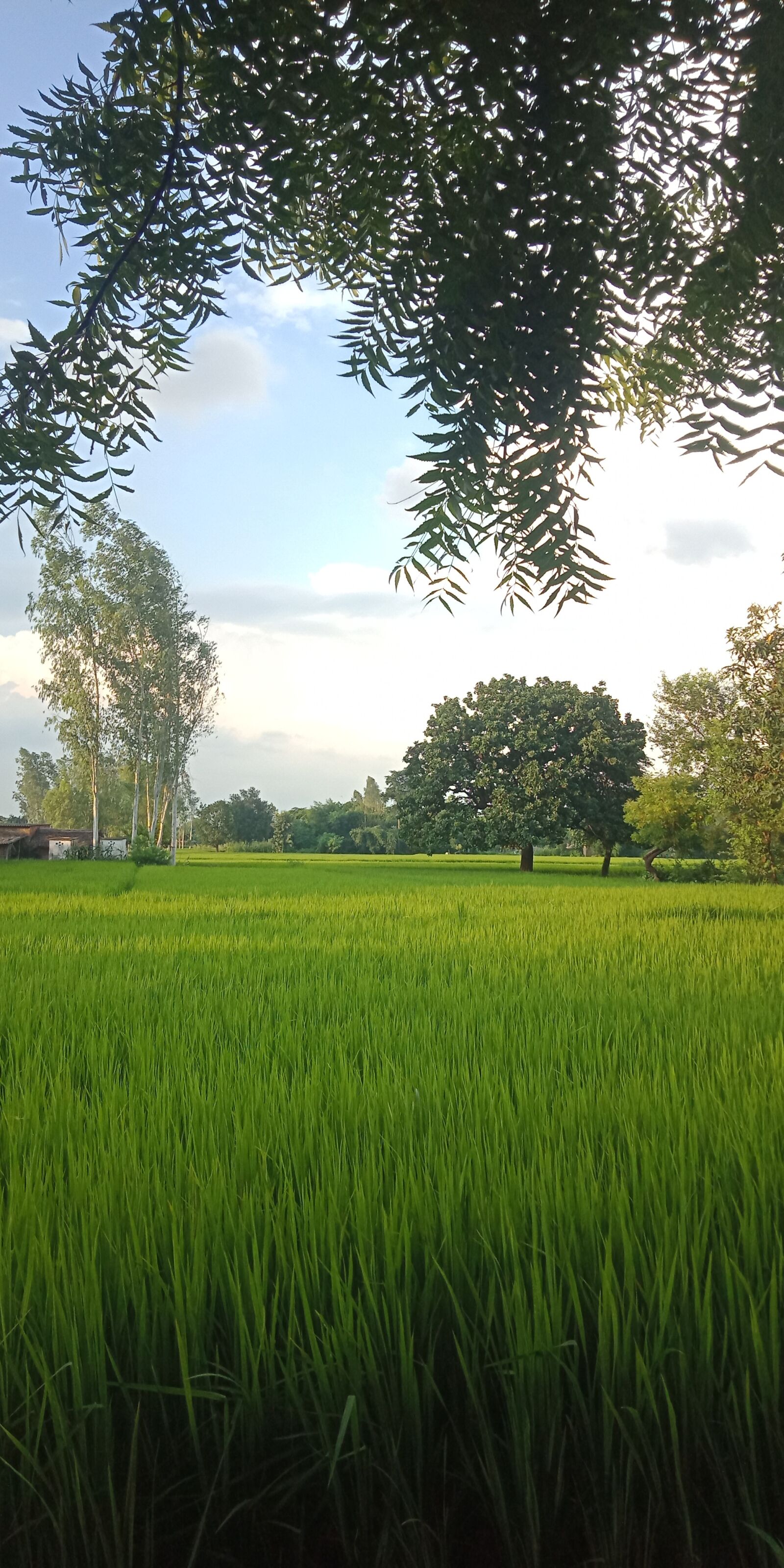 OPPO A83 sample photo. Summer, green, natural photography