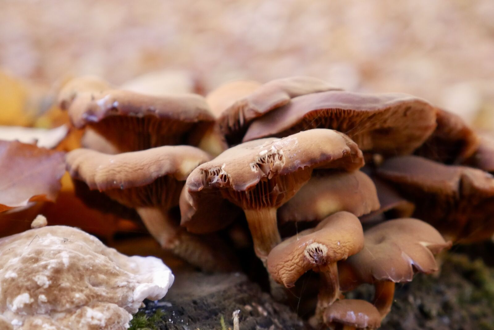 Panasonic DMC-G70 sample photo. Autumn, forest, mushroom photography