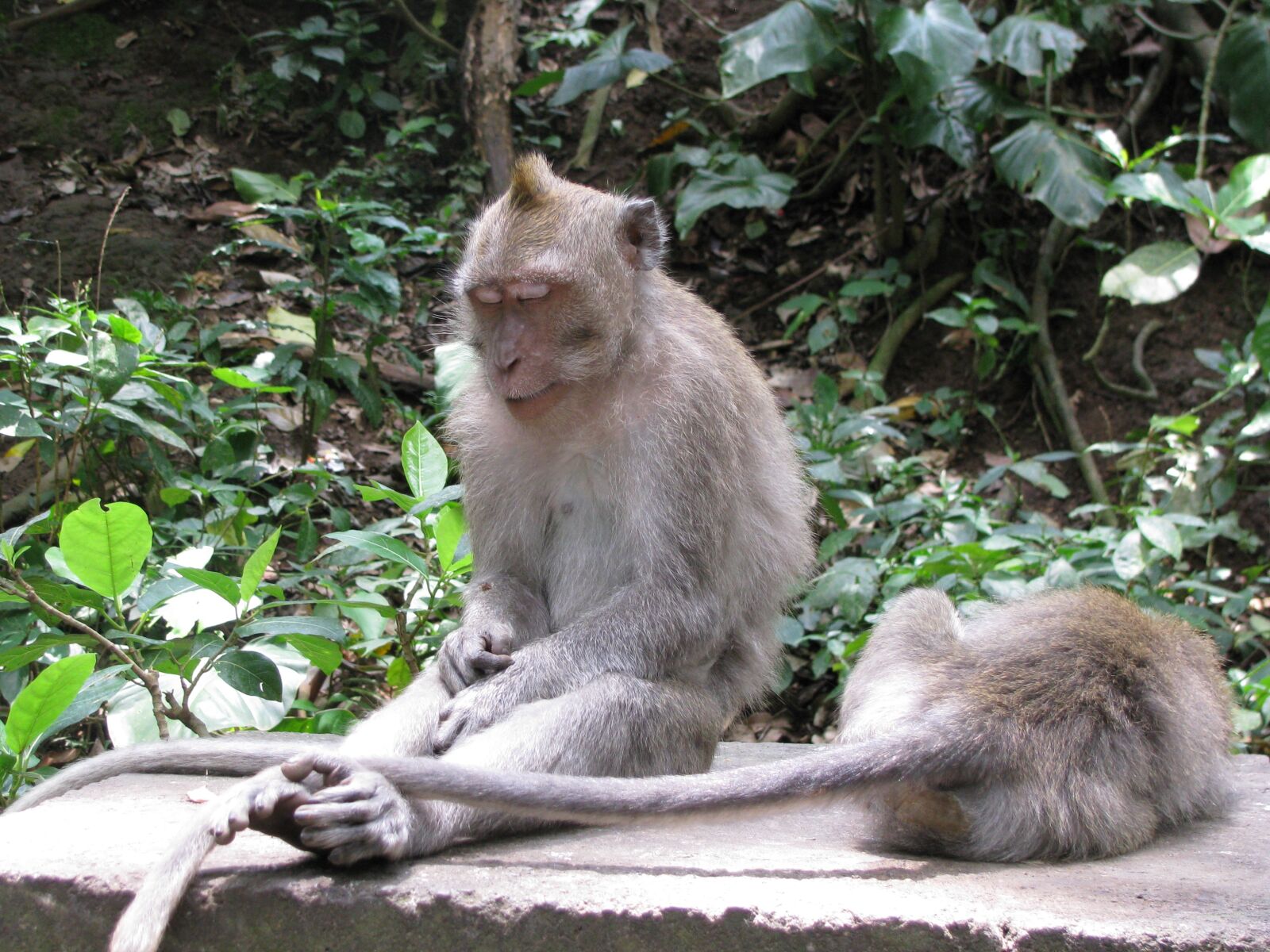Canon POWERSHOT SX100 IS sample photo. Monkey, sleeping, indonesia photography