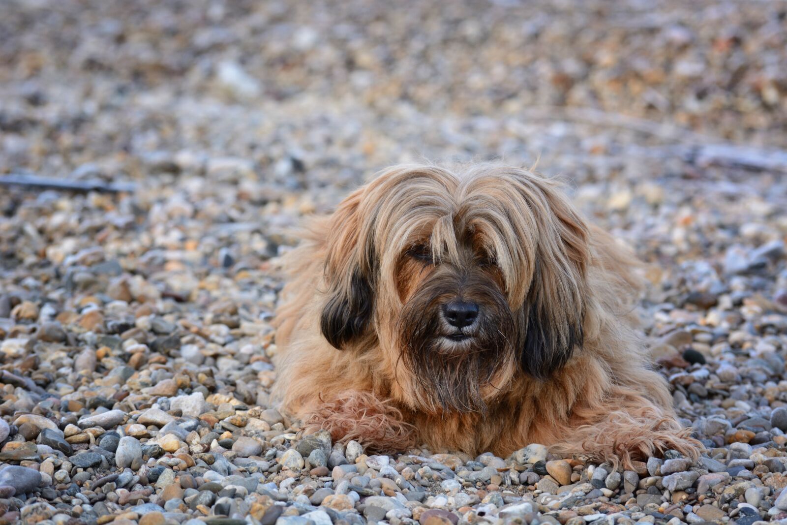 Nikon D7100 sample photo. Dog, face, head photography