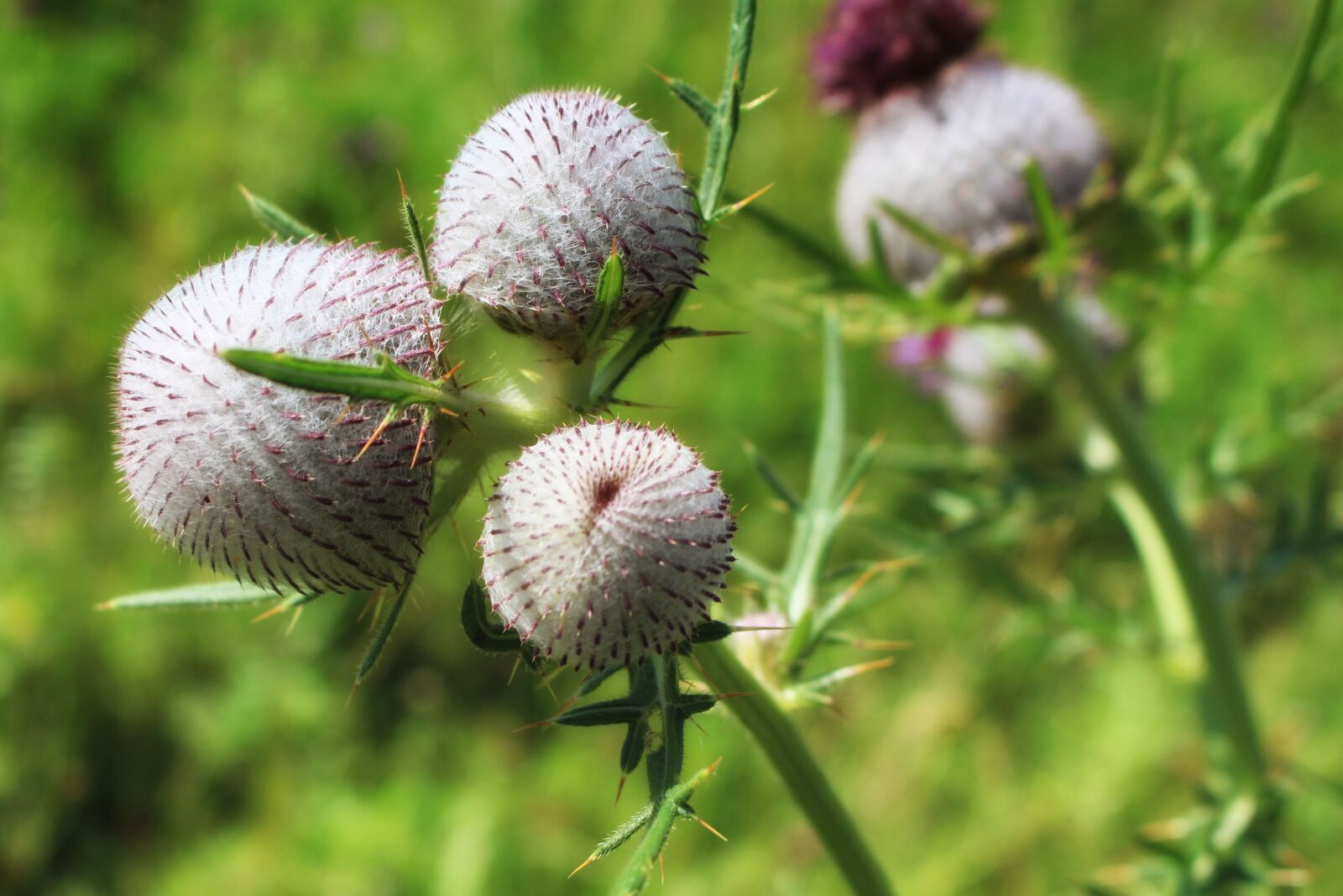 Canon EOS 700D (EOS Rebel T5i / EOS Kiss X7i) sample photo. Thistle, thistles, summer photography