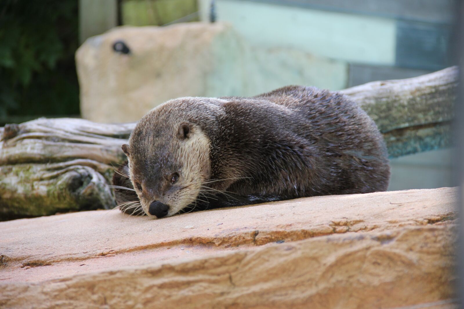 Canon EOS 550D (EOS Rebel T2i / EOS Kiss X4) sample photo. Zoo, nature, otter photography
