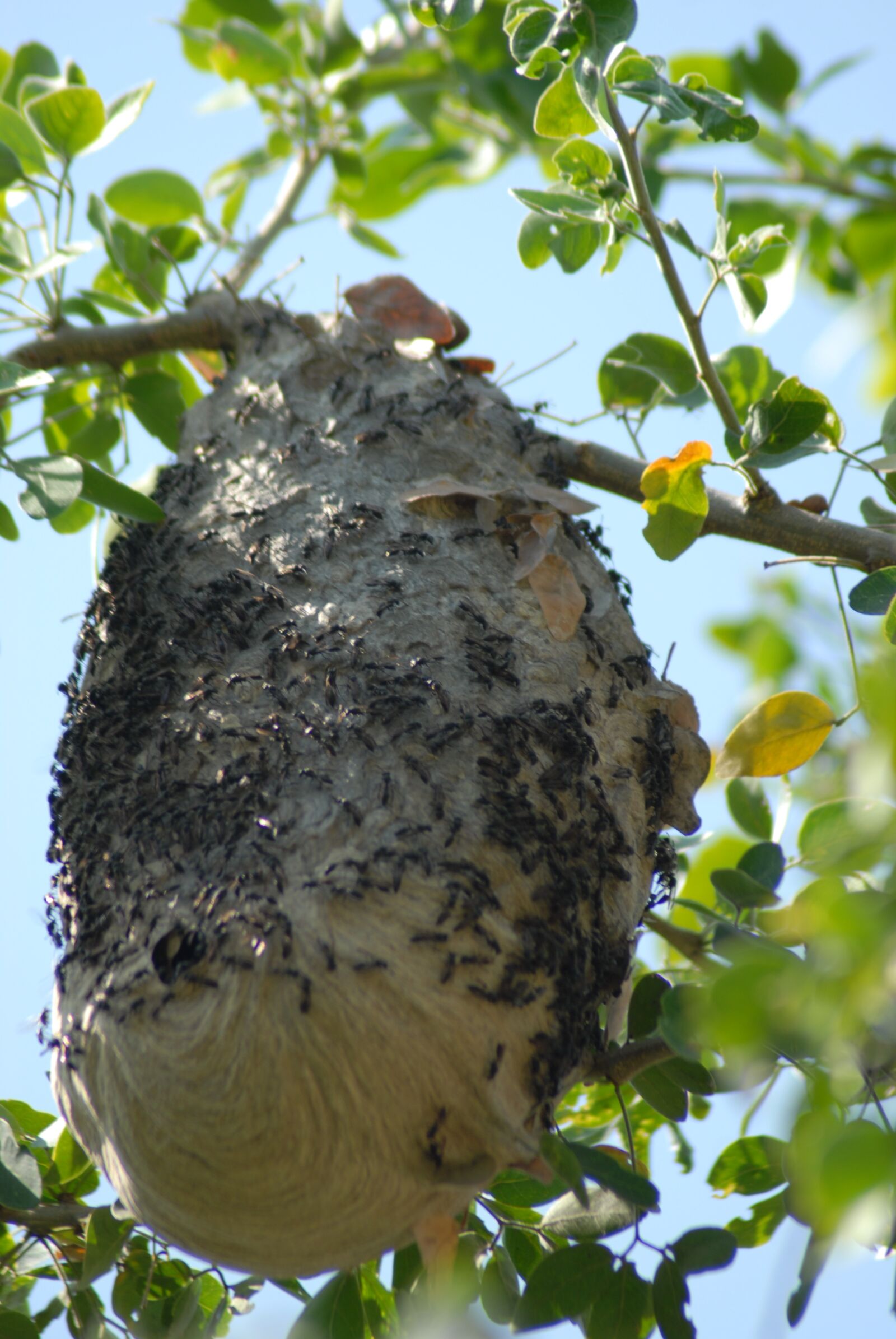 Nikon D200 sample photo. Wasps, flying insect, insects photography